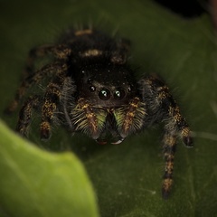 Phidippus audax