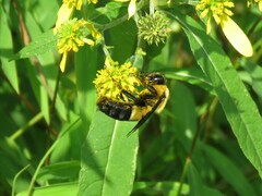 Bombus fraternus