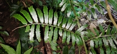 Angiopteris lygodiifolia