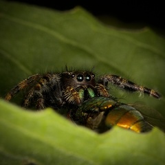 Phidippus audax