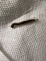 Hemiscolopendra marginata