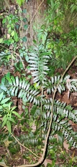 Angiopteris lygodiifolia