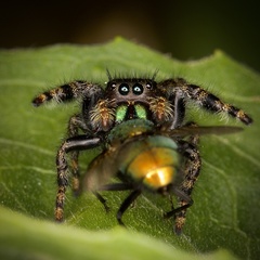 Phidippus audax