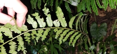 Angiopteris lygodiifolia