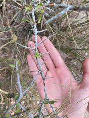 Sarcomphalus obtusifolius