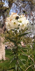 Cordia decandra