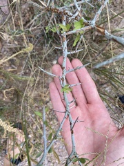 Sarcomphalus obtusifolius