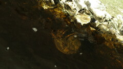 Clibanarius vittatus