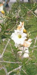 Cordia decandra