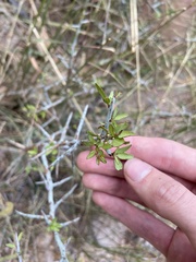 Sarcomphalus obtusifolius