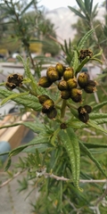 Cordia decandra