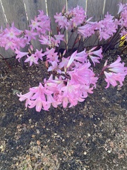 Amaryllis belladonna