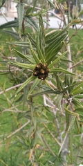 Cordia decandra