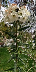 Cordia decandra
