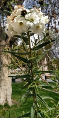 Cordia decandra