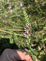 Odontites vernus