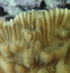 Mycedium elephantotus