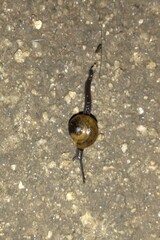 Ovachlamys fulgens