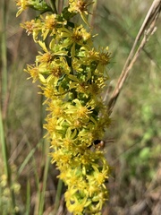 Solidago erecta