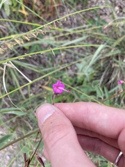 Cyphomeris gypsophiloides