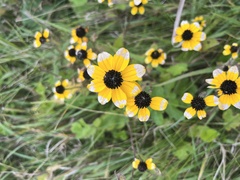 Rudbeckia triloba