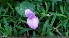 Dicliptera tinctoria