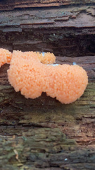 Tubifera