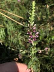 Odontites vernus