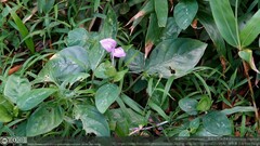 Dicliptera tinctoria