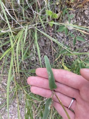 Cyphomeris gypsophiloides