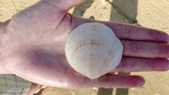 Scutarcopagia scobinata