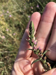 Odontites vernus