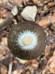 Coprinus spadiceisporus