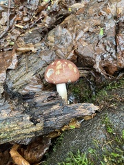 Stropharia rugosoannulata