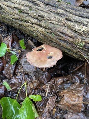 Stropharia rugosoannulata