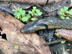 Plagiopholis nuchalis