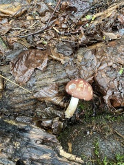 Stropharia rugosoannulata