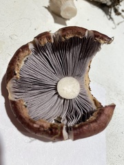 Stropharia rugosoannulata
