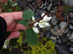 Amelanchier alnifolia