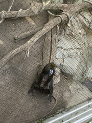 Mandrillus sphinx