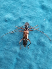Compsibidion graphicum
