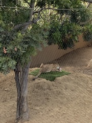 Acinonyx