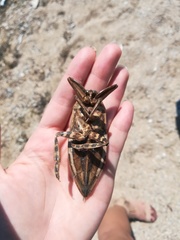 Lethocerus patruelis