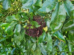 Pseudopanax arboreus