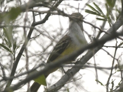 Myiarchus