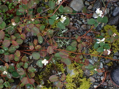 Amelanchier alnifolia
