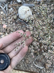 Eriogonum deflexum