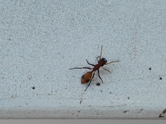 Myrmarachne formosana