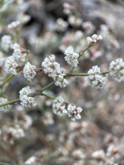 Eriogonum deflexum