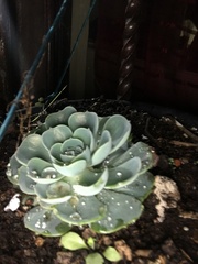 Echeveria simulans